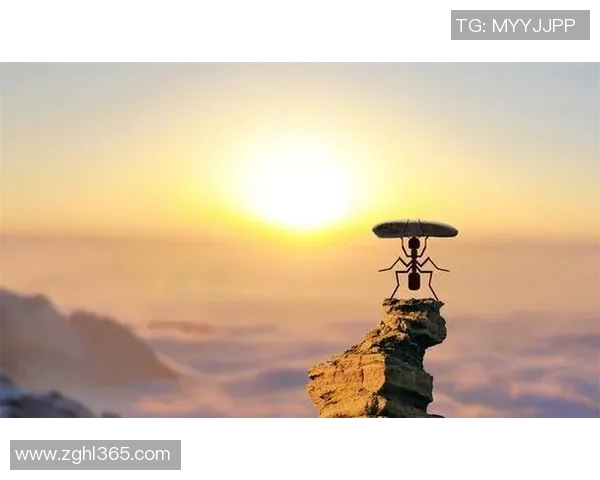 足球九号的传奇之路与背后故事揭示了运动员的奋斗与梦想